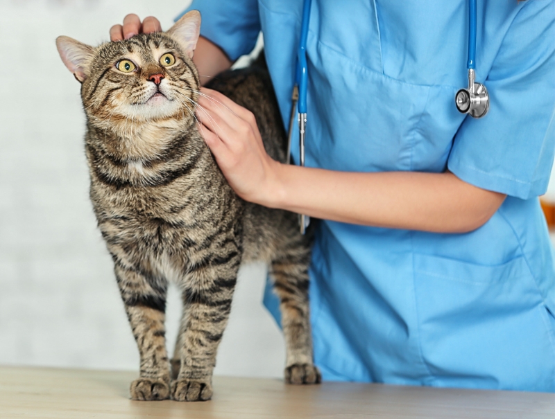 Veterinary Jobs in Sherman Oaks