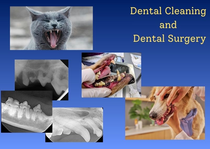 Carousel Slide 2: Offering veterinary dental exams, routine care and surgical options