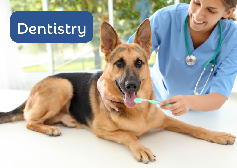 Carousel Slide 1: Offering veterinary dental exams, routine care and surgical options