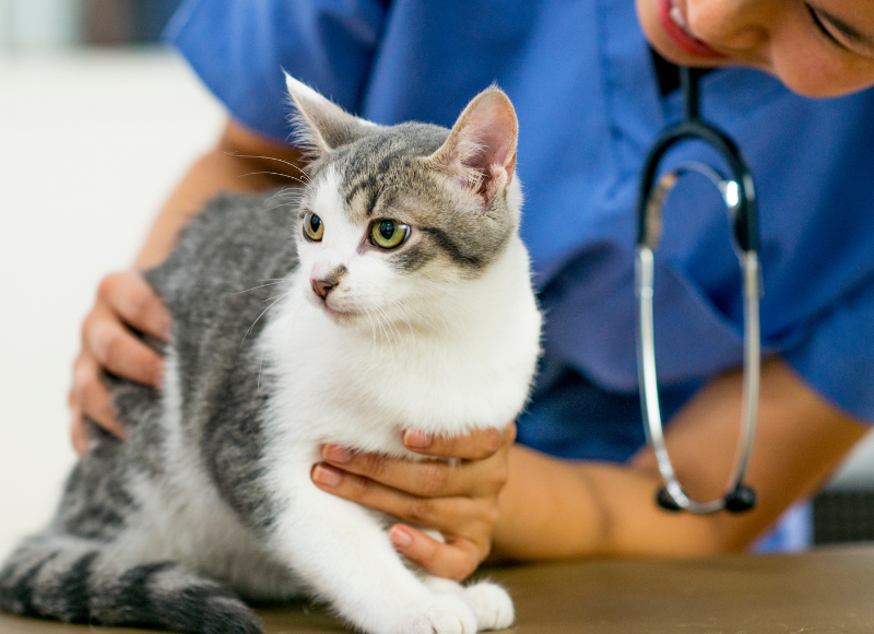 cat vet Sherman Oaks