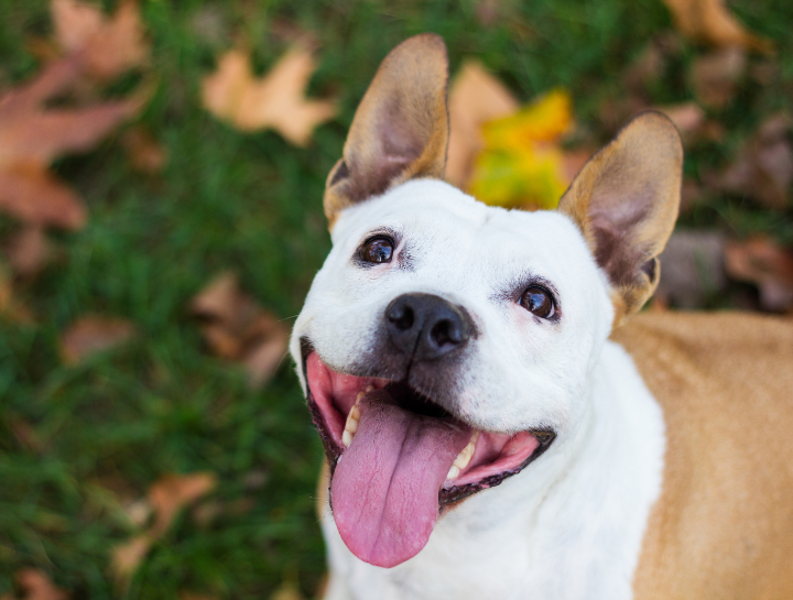 Animal Hospital in Sherman Oaks